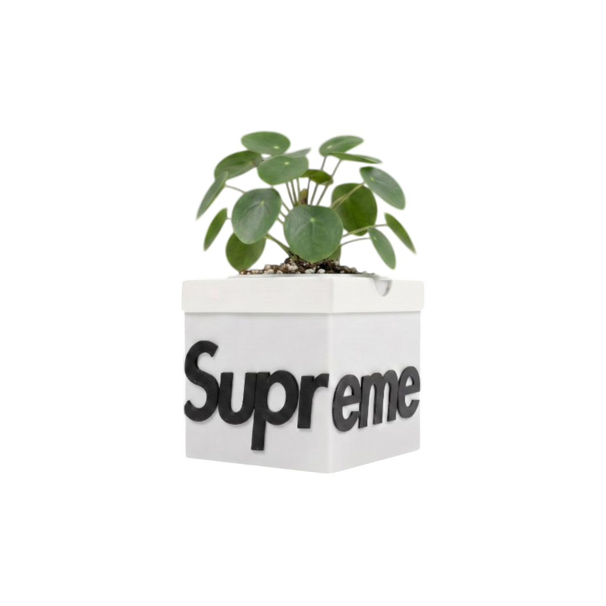 Maceta Supreme Box